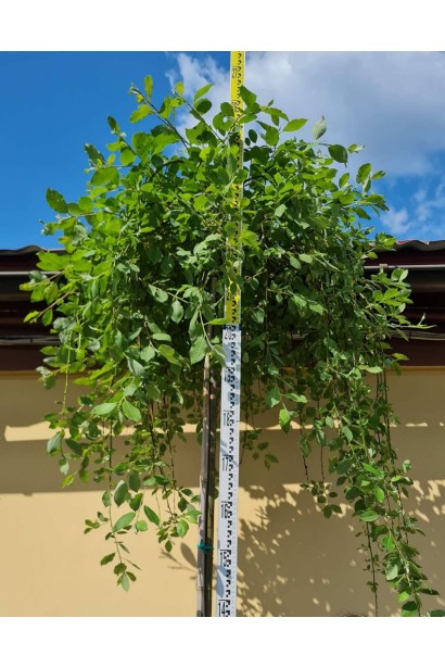 Верба цільнолиста Пендула (штамб) - 25л/вис.250-270см/Ø80-100см/ШТАМБ 220см/обхват 6-8см